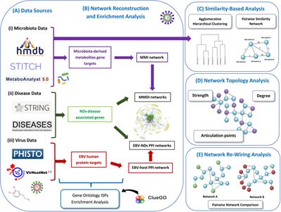 Immunomodulatory effects of microbiota-derived metabolites at the crossroad of neurodegenerative diseases and viral infection: network-based bioinformatics insights